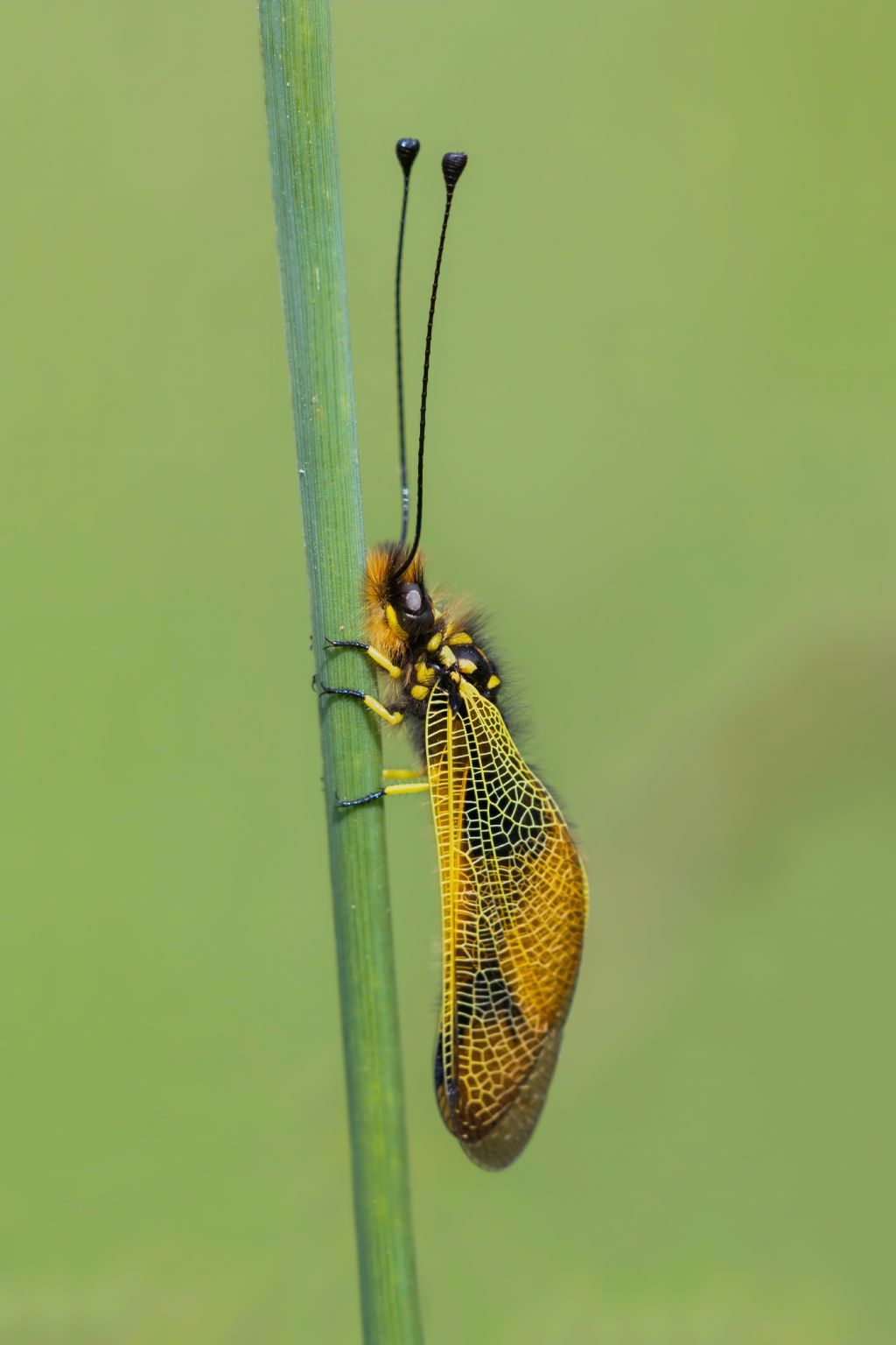 Ascalaphidae - Libelloides longicornis
